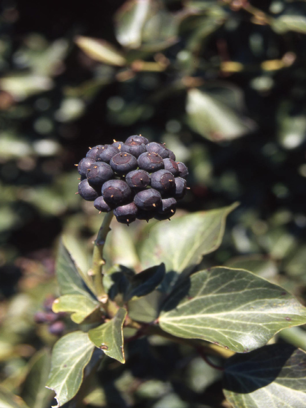 Hedera helix / Edera